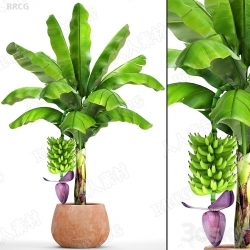 高质量棕榈树与香蕉果实3D模型与贴图