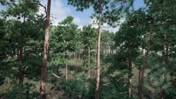 逼真松树植被森林场景Unreal Engine游戏素材资源