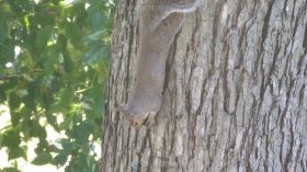 可爱的松鼠倒挂在树上啃咬坚果的特写镜头视频素材