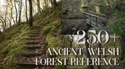 250张古代威尔士森林高清参考图合集