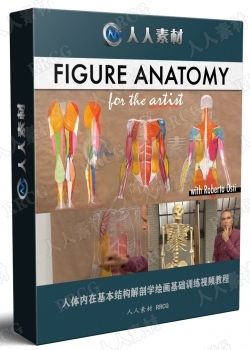 人体内在基本结构解剖学绘画基础训练视频教程