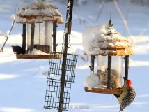 冬天鸟儿喂食器实拍视频素材