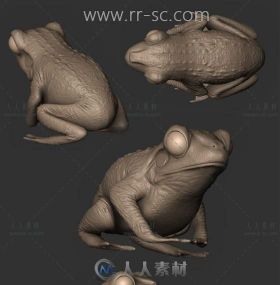 次时代青蛙3D模型
