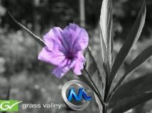 《实时媒体数字编辑系统v6.52升级包》Grass Valley Canopus Edius 6.52 Update