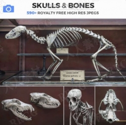 631组动物骨骼解剖结构高清参考图片合集
