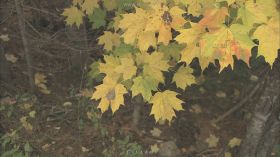 树上的枫叶掉落满地枫叶深秋镜头高清实拍视频素材