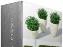 经典植物饰品3D模型合辑 Classic Plant