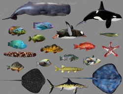 20组蓝鲸蟹海豚鱼类3D模型合集