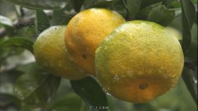 雨天橘子园特写橘子空镜头视频素材