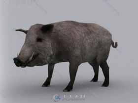 凶猛的雄性野猪哺乳动物角色3D模型Unity游戏素材资源