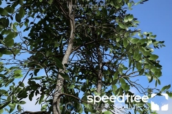 SpeedTree Games Indie三维游戏植被建模游戏插件V8.4.1版