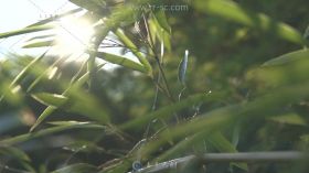 阳光透过缝隙照射环境优美的竹园高清视频素材