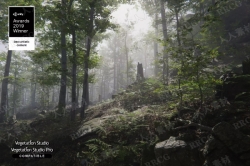 逼真自然动态森林植被环境Unity游戏素材资源