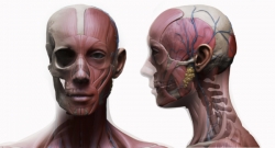 男性女性身体肌肉骨骼解剖大师级3D模型合集