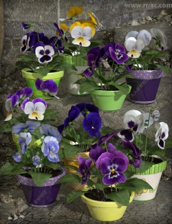 多种颜色美丽花朵盆栽3D模型