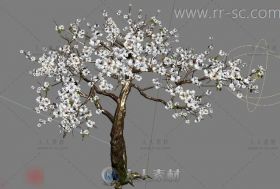 好看的白色梅花树3D模型